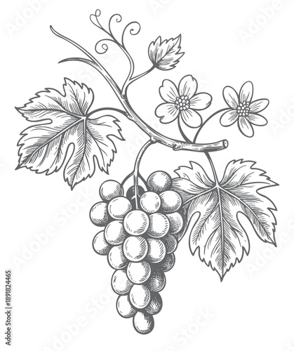 Vintage hand drawn grape vine vector illustration with leaves. Grapes and vine leaves branch in line work style.