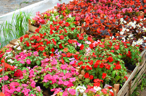 Flower cultivation in an outdoor nursery with multiple varieties of blooming plants arranged in wooden beds, representing horticulture, gardening, and plant production.