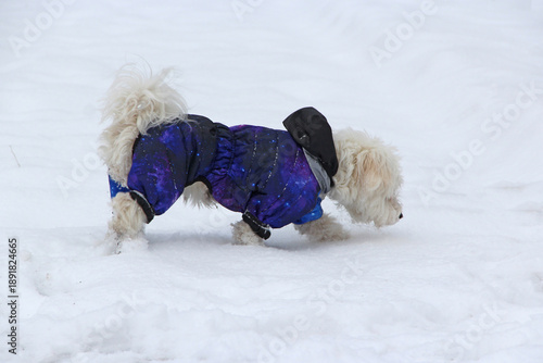 Cute Maltipoo dog playing outdoors in winter. Maltipoo dog stands on the snow