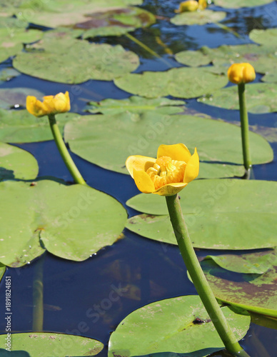 yellow flowers of Nuphar lutea in the pond. Aquatic plant Nuphar lutea