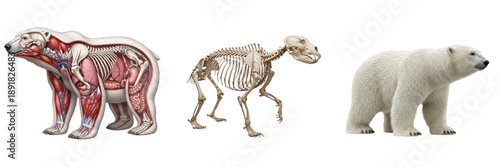 Isolated Polar Bear Anatomy Set with Skeleton, Internal Organs and Realistic Polar Bear – Transparent Background PNG