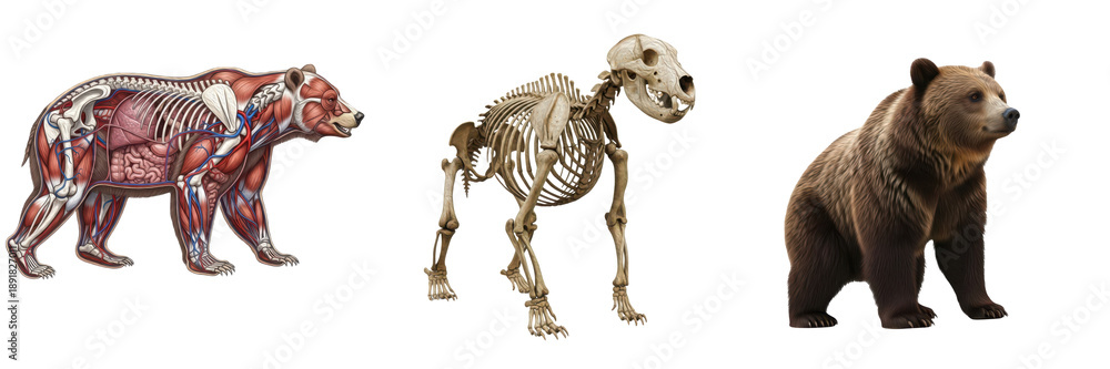 Fototapeta premium Isolated Grizzly Bear Anatomy Set with Skeleton, Internal Organs and Realistic Grizzly Bear – Transparent Background PNG
