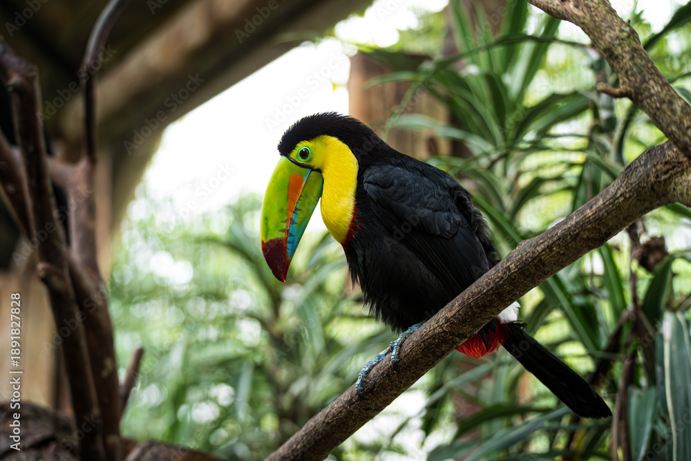 Fototapeta premium Toucan perched on branch in lush jungle