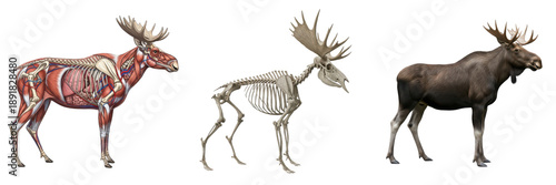 Wallpaper Mural Isolated Moose Anatomy Set with Skeleton, Internal Organs and Realistic Moose – Transparent Background PNG Torontodigital.ca