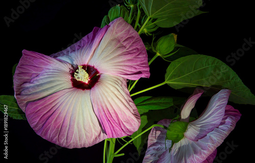 Luna Pink Swirl Hardy Hibiscus Flower on Dark Background