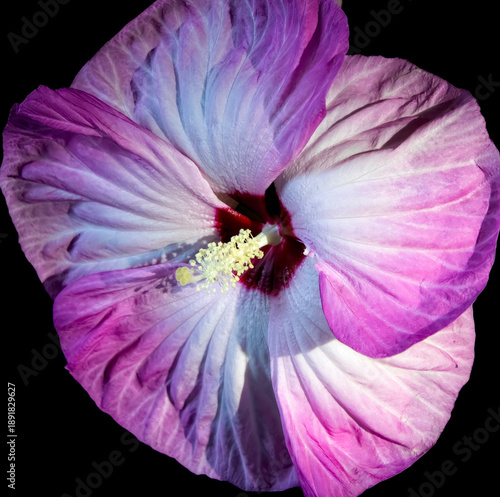 Luna Pink Swirl Hardy Hibiscus Flower on Dark Background