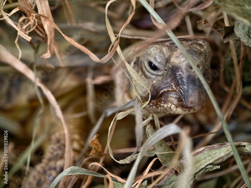 Obraz na plátně an inquisitive small animal explores concealed setting among withered grasses un