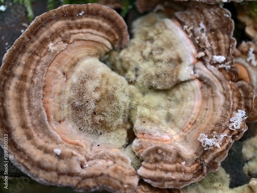 Принти на полотні closeup of fungal shelf, rustic forest decay featuring fungi with concentric rin