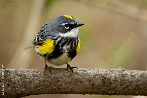 Fotografía A male yellow-rumped warbler standing on a branch