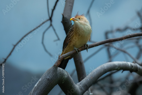 Guira Cuckoo (Guira guira). You can identify it by its distinctive shaggy, orange-buff crest, orange-yellow beak, and long, dark tail. It is a gregarious bird native to open habitats in South America.