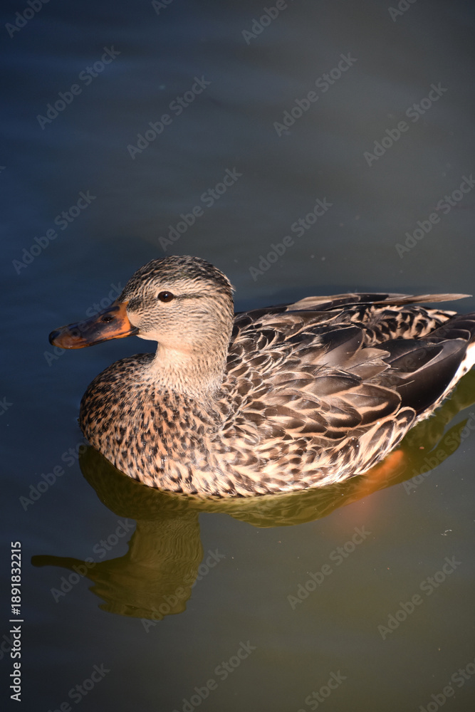 Fototapeta premium Beautiful Mallard Duck Swimming in a Lake
