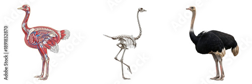Canvastavla Isolated set of ostrich features a skeletal system, internal organ diagram, and
