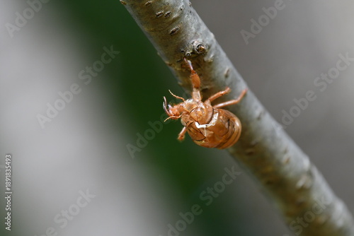 セミの抜け殻
