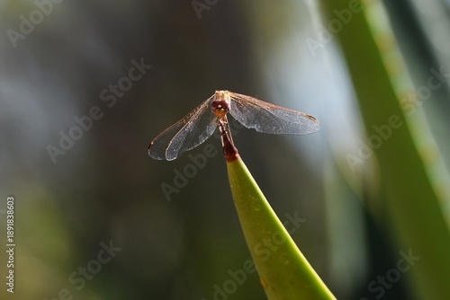 Libelle auf einem Aloe Vera Blatt in Namibia