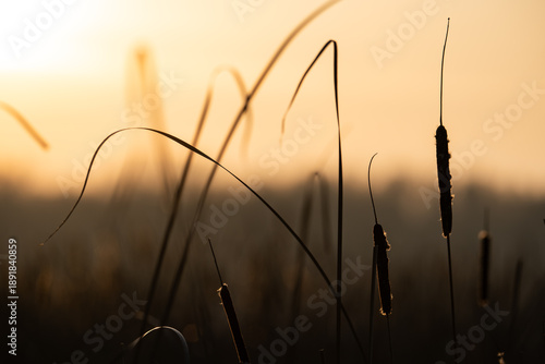 Minimalist silhouette of cattails against a warm blurred sunset sky