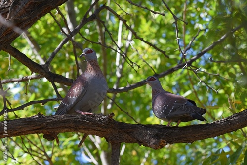 Blaue Blumen in der Halbwüste in Namibia
