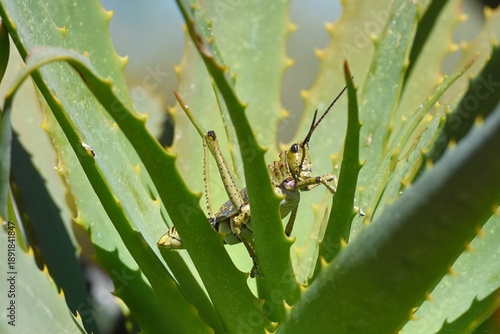 Heuschrecke in einer Aloe Vera in Namibia