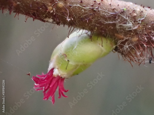 Female flower of a Common Hazel tree (Corylus avellana)