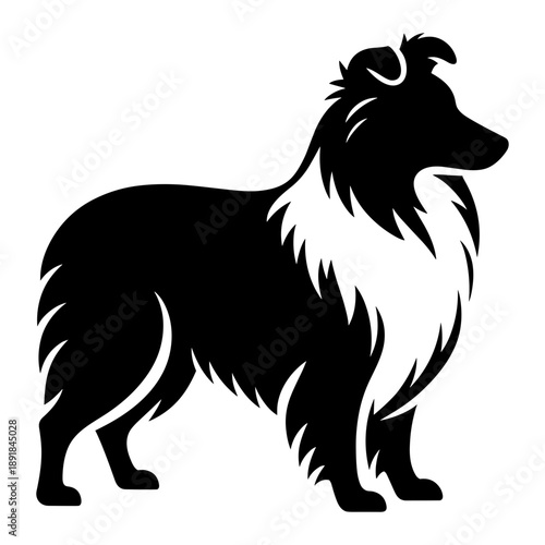 Shetland Sheepdog