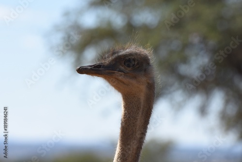 Portrait eines Afrikanischen Strauss (struthio camelus) in Namibia