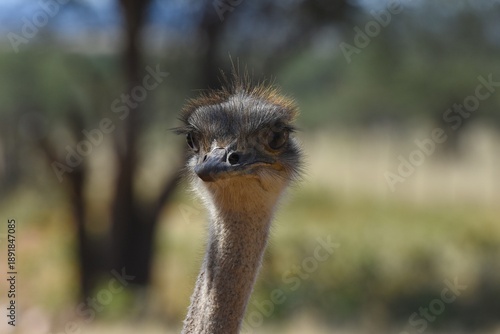 Portrait eines Afrikanischen Strauss (struthio camelus) in Namibia
