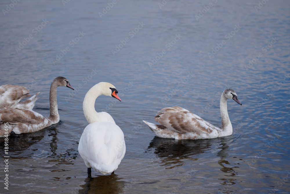 Obraz premium Swan family on the lake. White and grey young swans. swan protects his children