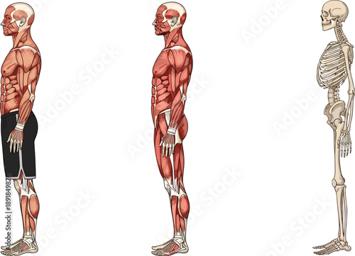 Side view vector illustration set of male human anatomy featuring muscular body, full muscle structure, and skeleton system isolated on white background for medical education study.