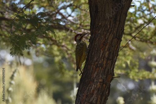 Namaspecht (Dendropicos namaquus) in Namibia