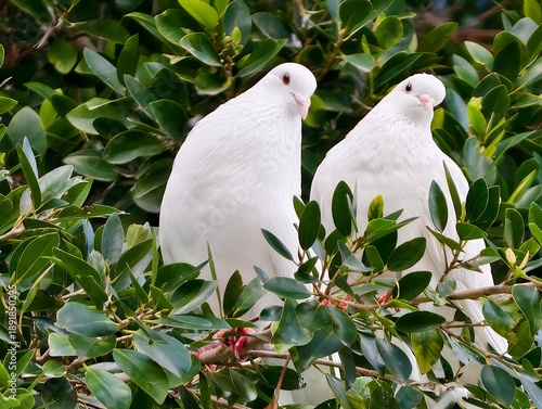 Doves observe calmly, Pair of white doves stand quietly on branch observing environment attentively