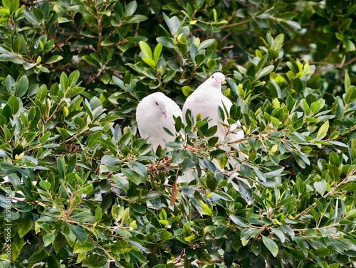 Peaceful bird sanctuary, Pair of white doves protected by dense leaves exuding serenity and comfort