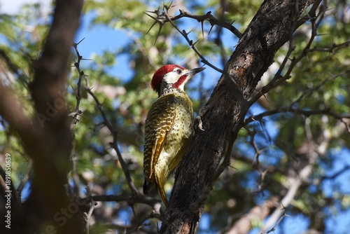 Namaspecht (Dendropicos namaquus) in Namibia