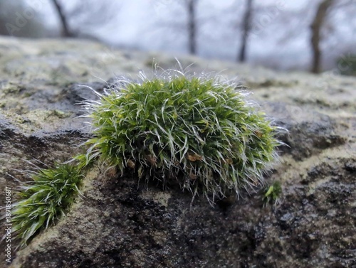 Tableau sur toile Grey-cushioned Grimmia moss (Grimmia pulvinata)