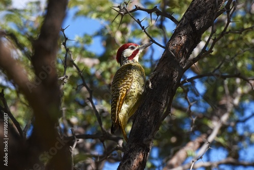 Namaspecht (Dendropicos namaquus) in Namibia