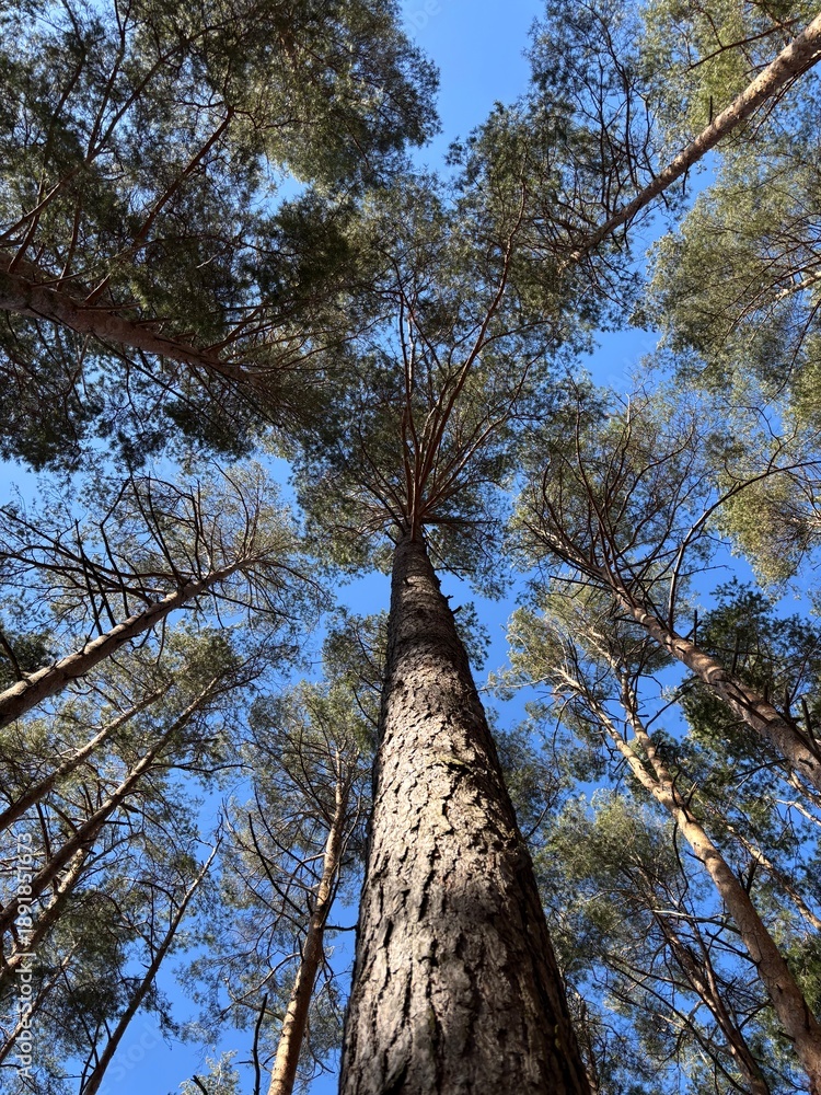 Fototapeta premium Pine Trees in a Park, View from Below