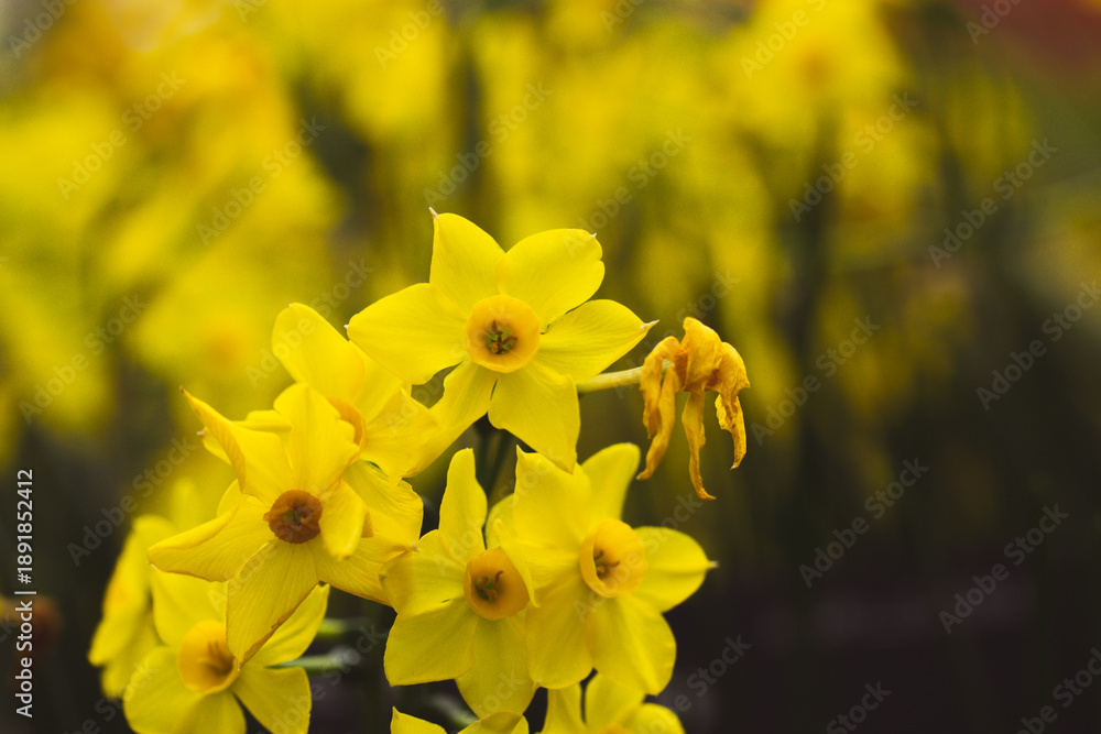 Fototapeta premium Bright yellow spring flowers in natural light with shallow depth of field. Floral blossoms against a blurred background create a fresh, vibrant, seasonal mood. The nature in April, renewal and growth.