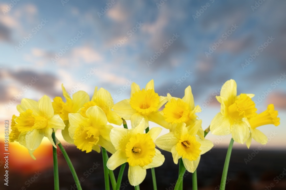 Obraz premium Beautiful spring meadow with fresh flowers