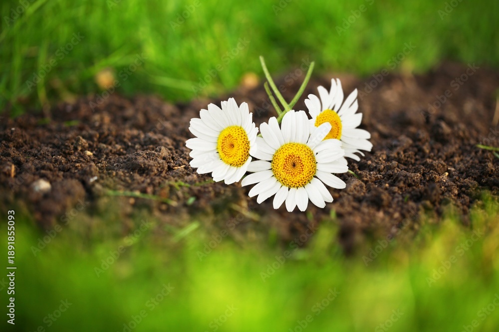 Obraz premium Fresh green grass with flowers scattered