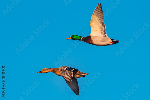 Fotografie Male and female Mallard in flight in Idaho 0986