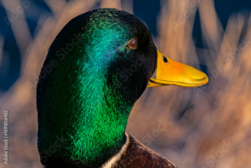 Fototapeta Mallard drake close-up