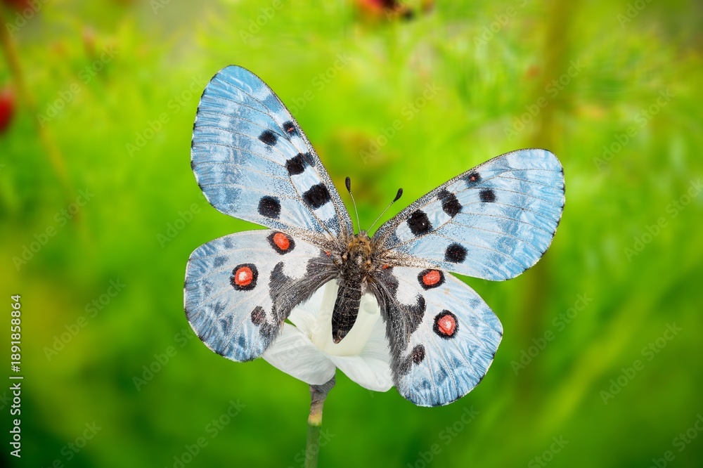 Fototapeta premium The European colourful butterfly on green meadow