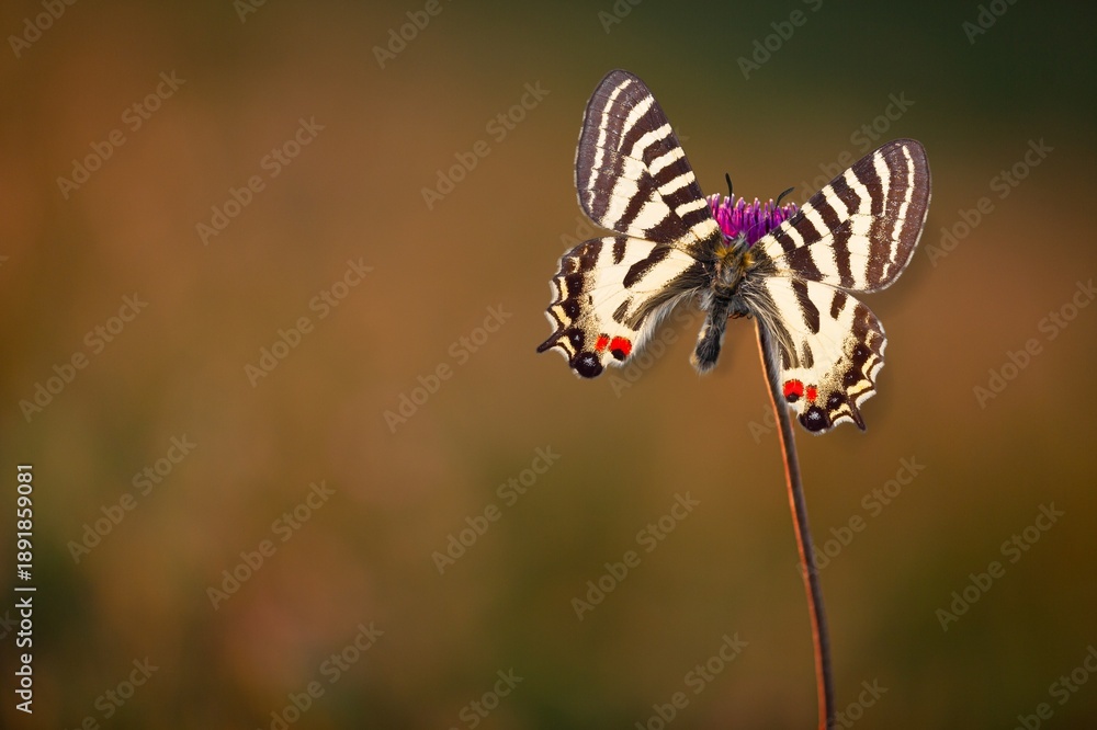 Fototapeta premium The European colourful butterfly on green meadow