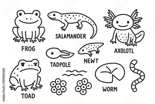 Amphibian Doodle Icons. Amphibians doodle icon set: hand drawn icons of frog, salamander, newt, axolotl, tadpole, toad, lily pad, water, egg cluster, and worm. isolated transparent background