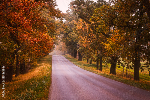 Peaceful empty mesmerizing country road peaceful empty mesmerizing country road through autumn allee with old oak trees with colorful  leaves