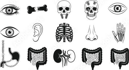 Black and white vector icons of human internal organs and skeletal parts including skull ribcage kidney stomach and eyes for medical education,