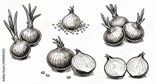 Black and white of various onions and onion sets vegetable food 1