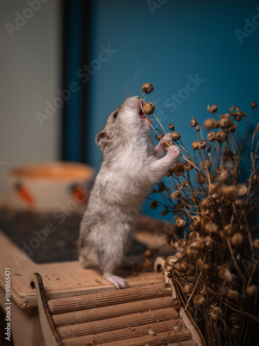 dsungarischer Hamster, Jungtier plündert Flachs
