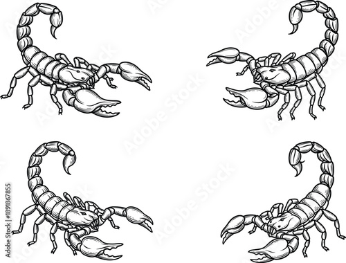 Scorpions - Four Illustrations of Black and White Scorpions Facing Each Other