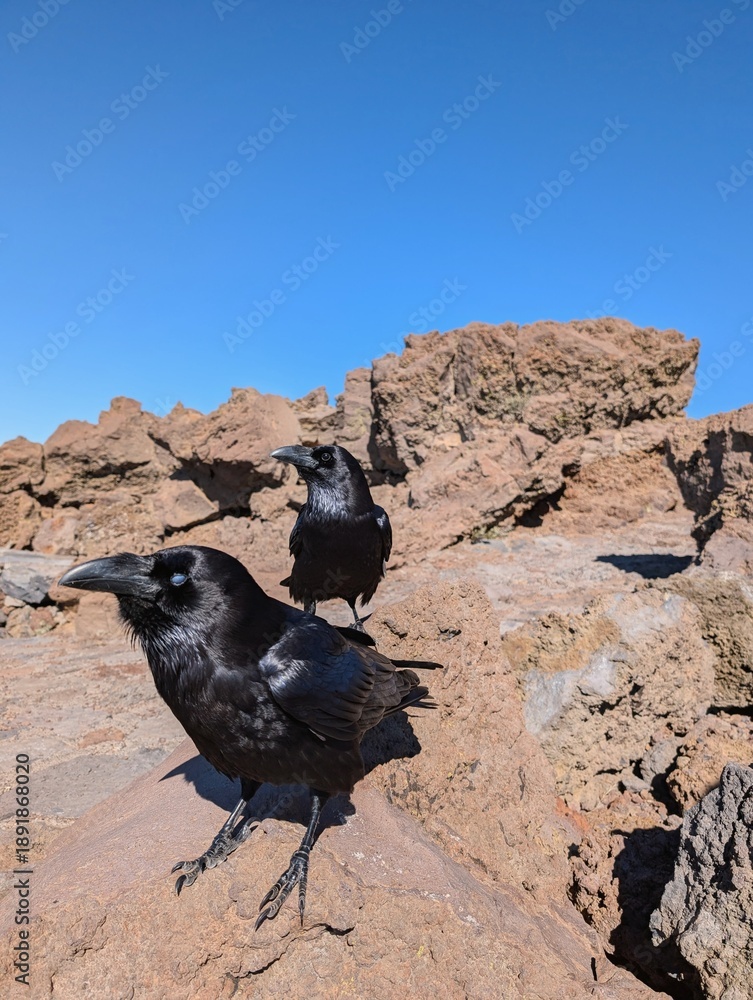 Fototapeta premium The Raven’s Perch: Wildlife at La Palma’s Summit Observatory st Volcano Caldera Taburiente