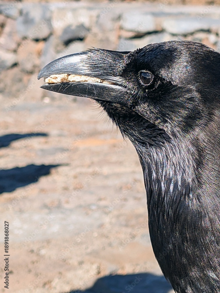Fototapeta premium The Raven’s Perch: Wildlife at La Palma’s Summit Observatory st Volcano Caldera Taburiente