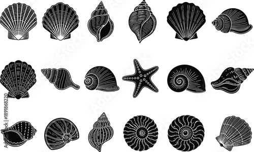 Intricate Oceanic Wonders A Diverse Array of Stylized Shells and Starfish Rendered in Classic Engraving